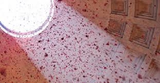 Pioggia di petali rosa al Pantheon